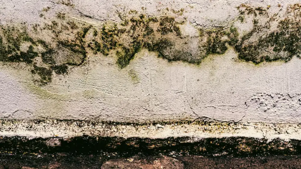 Dark mold growth along a wall near the baseboard