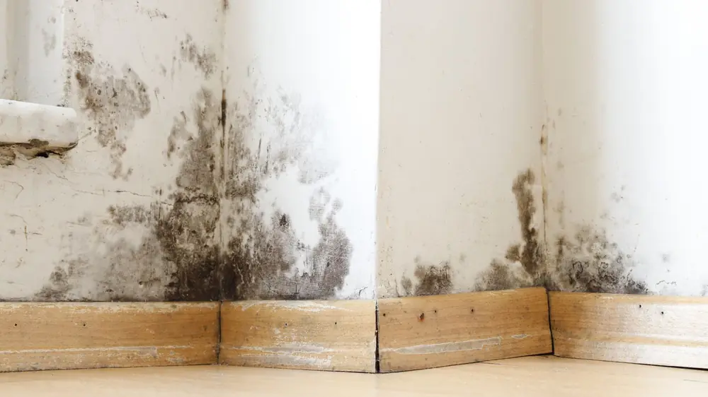 Dark staining spreading up a wall from the baseboard in a corner