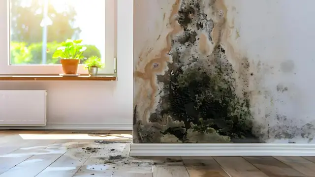 Dark mold stain climbing a wall beside a window
